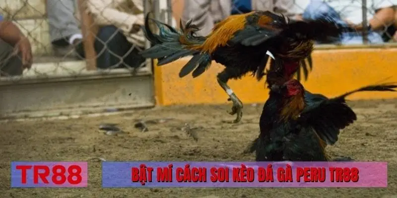Bật mí cách soi kèo đá gà Peru TR88
