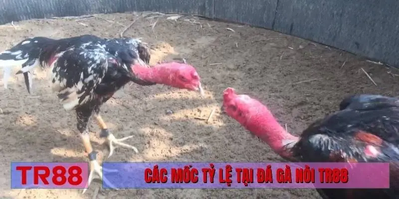 Các mốc tỷ lệ tại đá gà nòi TR88