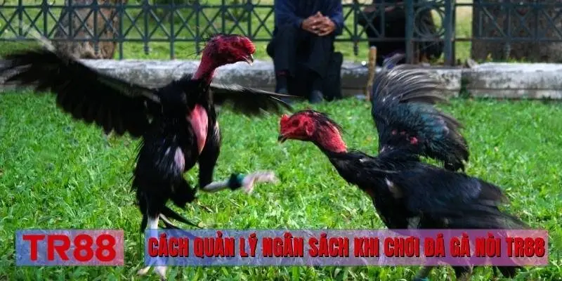Cách quản lý ngân sách khi chơi đá gà nòi TR88