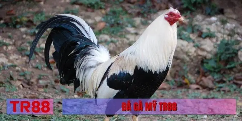 đá gà Mỹ TR88