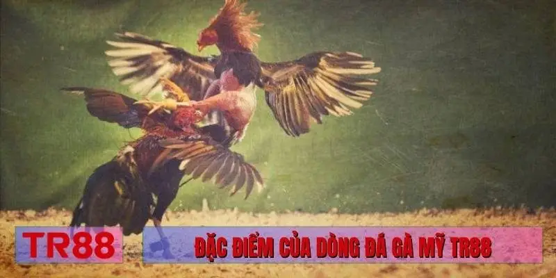 Đặc điểm của dòng đá gà Mỹ TR88