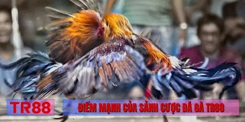 Điểm mạnh của sảnh cược đá gà TR88