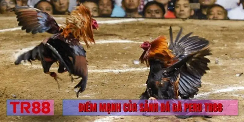 Điểm mạnh của sảnh đá gà Peru TR88