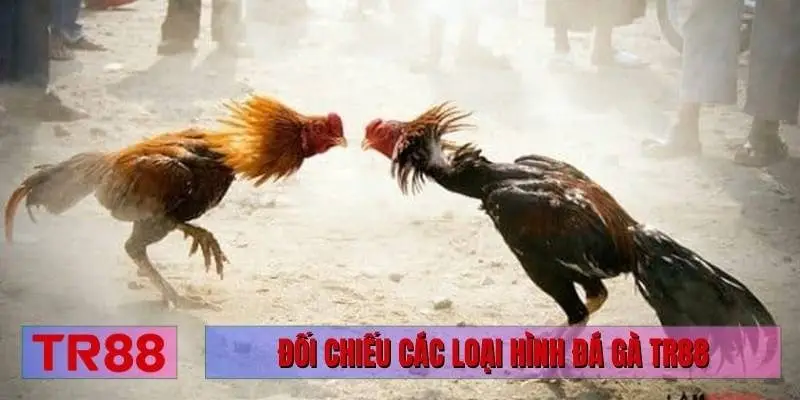 Đối chiếu các loại hình đá gà TR88