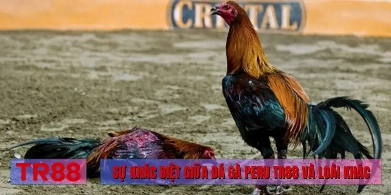 Sự khác biệt giữa đá gà Peru TR88 và loài khác