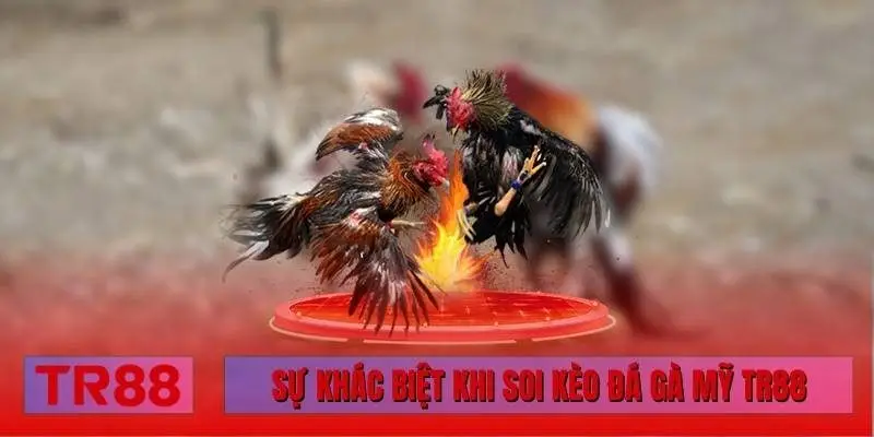 Sự khác biệt khi soi kèo đá gà Mỹ TR88